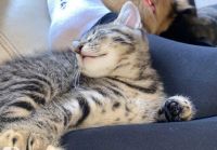 Egyptian Mau Cats for sale in Chicago, Illinois. price: $500