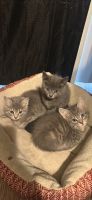 Egyptian Mau Cats for sale in Manchester, Tennessee. price: $20