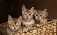 Egyptian Mau Cats Photos