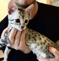 Egyptian Mau Cats for sale in TX-249, Houston, TX, USA. price: $300