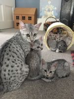 Egyptian Mau Cats for sale in Indianapolis Blvd, Hammond, IN, USA. price: NA