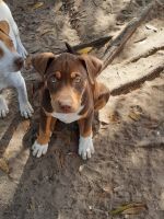 Elo Puppies for sale in Fellsmere, FL, USA. price: $100
