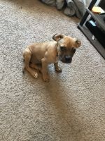 Elo Puppies for sale in Jackson, MS, USA. price: $450