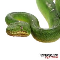Emerald tree boa Reptiles for sale in NJ-17, Paramus, NJ 07652, USA. price: $200