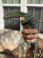 Emerald tree monitor Reptiles for sale in Stockton, CA, USA. price: $2,500