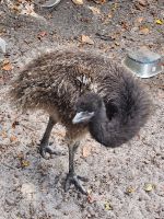 Emu Birds Photos