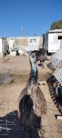 Emu Birds for sale in 4103 Sage Rd, Amargosa Valley, NV 89020, USA. price: $20,000