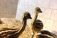 Emu Birds for sale in 817 N Pine St, Rolla, MO 65401, USA. price: $199