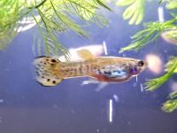 Endler's guppy Fishes Photos