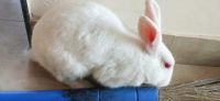 English Angora Rabbits Photos