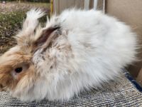 English Angora Rabbits for sale in Holley, NY 14470, USA. price: $40