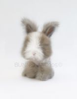 English Angora Rabbits Photos