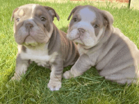 English Bulldog Puppies Photos