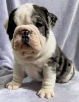 English Bulldog Puppies for sale in Rosa, MB R0A 1N0, Canada. price: $3,000