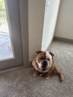 English Bulldog Puppies for sale in Spring, TX 77388, USA. price: $600
