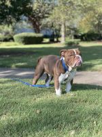 English Bulldog Puppies for sale in Horn Lake, MS, USA. price: $500