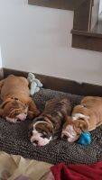 English Bulldog Puppies Photos