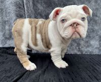 English Bulldog Puppies for sale in Raleigh, NC, USA. price: $6,500
