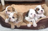English Bulldog Puppies for sale in Kansas City, MO 64110, USA. price: $500