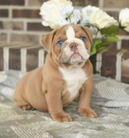 English Bulldog Puppies for sale in Piscataway, NJ 08854, USA. price: $1,200
