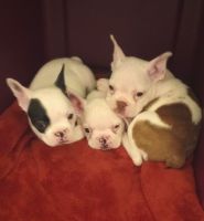 English Bulldog Puppies for sale in Palm City, FL, USA. price: $1,000