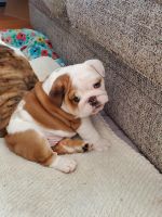 English Bulldog Puppies for sale in Stevensville, Maryland. price: $4,500