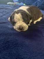English Bulldog Puppies for sale in Windsor, Connecticut. price: $800