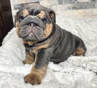 English Bulldog Puppies for sale in Corpus Christi, Texas. price: $5,500