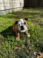 English Bulldog Puppies for sale in Prairieville, Louisiana. price: $1,000