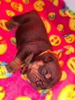 English Bulldog Puppies for sale in Los Angeles, California. price: $1,200