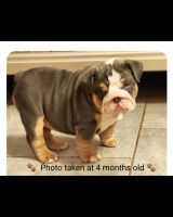 English Bulldog Puppies for sale in Milwaukee, Wisconsin. price: NA