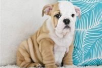 English Bulldog Puppies for sale in Falls City, Oregon. price: $1,500