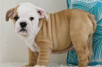 English Bulldog Puppies for sale in Cape Canaveral, Florida. price: $1,500