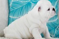 English Bulldog Puppies for sale in Charenton, Louisiana. price: $1,500