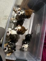 English Bulldog Puppies for sale in Detroit, Michigan. price: $5,000