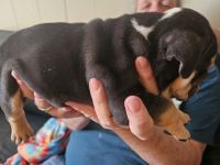 English Bulldog Puppies for sale in Shelby, North Carolina. price: $3,000