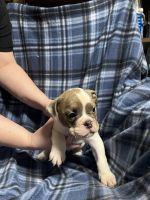 English Bulldog Puppies for sale in South Bend, Indiana. price: $2,000