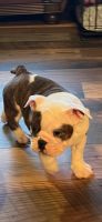 English Bulldog Puppies for sale in Coshocton County, OH, USA. price: $1,800