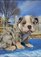 English Bulldog Puppies for sale in Raleigh, North Carolina. price: $4,500