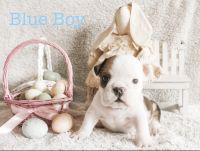 English Bulldog Puppies for sale in Fort Worth, Texas. price: $2,000