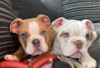 English Bulldog Puppies for sale in Los Angeles, California. price: $500
