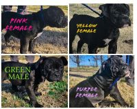 English Bulldog Puppies for sale in Athens, Alabama. price: $1,500