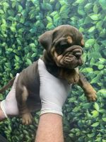 English Bulldog Puppies for sale in Los Angeles, California. price: $1,500
