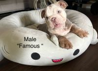 English Bulldog Puppies for sale in Surprise, Arizona. price: $3,000