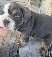 English Bulldog Puppies for sale in Bairnsdale, Victoria. price: $3,800