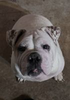 English Bulldog Puppies for sale in Atlanta, GA, USA. price: $500