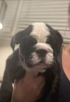 English Bulldog Puppies for sale in Asheboro, North Carolina. price: $3,500