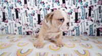 English Bulldog Puppies for sale in Albion, Queensland. price: $1,650