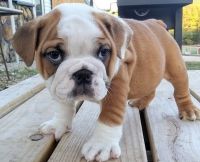 English Bulldog Puppies for sale in San Jose, California. price: $500
