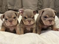 English Bulldog Puppies for sale in Modesto, California. price: $2,250